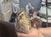 11 Corturnix Quail