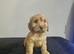Ready now Cockapoo puppies