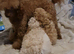 Toy Poodle puppies ready now (both parents KC)