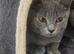 4 and half month british blue girl