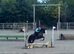 Pony Mare 4 Year Old 12.2h
