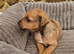 Patterjack pup last boy