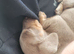 Adorable miniature smooth haired dachshund