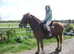 Horses Come For A  Loan  Ride