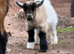 Pygmy Goat Kids For Sale