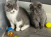 Beautiful Scottish Fold & Straight Kittens, Tica Registered