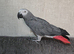 Silly tame African grey