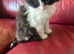 Black and white ragdoll kitten