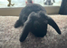 Mini Plush Lop