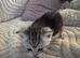 STUNNING KITTENS  Beautiful Chinchilla Persian/Siamese kittens