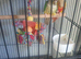 Pine apple conure semi tamed