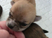 4 Cute tiny Chihauhau puppies