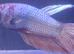 Male Halfmoon Betta