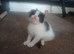 Two Kittens looking for homes