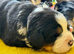 Beautiful Bernese Mountain Dog Puppies