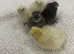 Week old pure Silkie chicks chickens