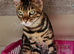 Pure Breed Bengal Kittens