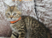 5 kittens x British blue shorthair crossed