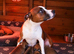 Beautiful quality red staffordshire bullterrier