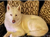 White Siberian Husky Pups
