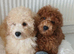 Miniature Poodle.