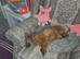 Female German Spitz
