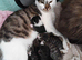 Kittens looking for 5* Homes