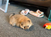 Pomegranate puppies