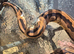 Low white Pied female ball python for sale