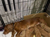 Cocker spaniel puppies