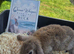 Stunning French Lop Litter