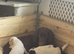 Working springer spaniels