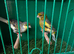 Proven pair Timbrado canaries