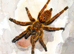 OBT USAMBARA Orange, P MURINUS