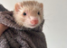 female ferret for sale