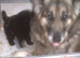 Beautiful K.C. Reg. Black / White German Shepherd Pups