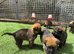 Working line German shepherd puppies