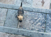 Border terrier