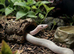 4x2x2 Bioactive Setup & Sub-Adult Ivory Royal Python