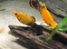 Platted/molles
