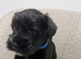 Stunning KC reg black miniature schnauzer puppies