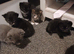 7 beautiful kittens