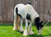 Black and white gelding