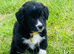 Border Collie x Cocker Spaniel Ready Now