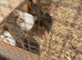 Quails for sale
