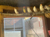 Finches