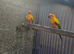 Sun conures