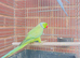 Beautiful Indian ringnick pair