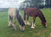 Smart Traditional Cob Gelding