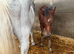 Yearling Irish Sports Horse filly to make 16hh minimum